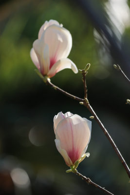 春暖花开春意浓