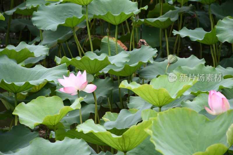 广东东莞：莲湖风景区荷花盛开 荷叶田田