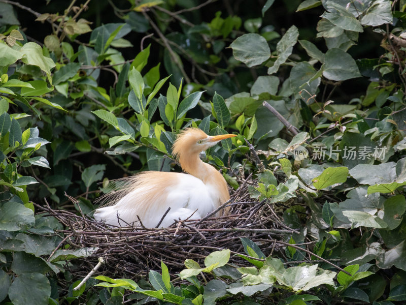 孵蛋的黄头鹭