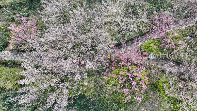 盛开的梅花  大美自然风景