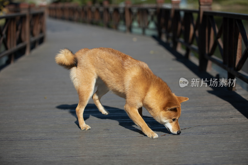 一只在栈道上玩耍的柴犬