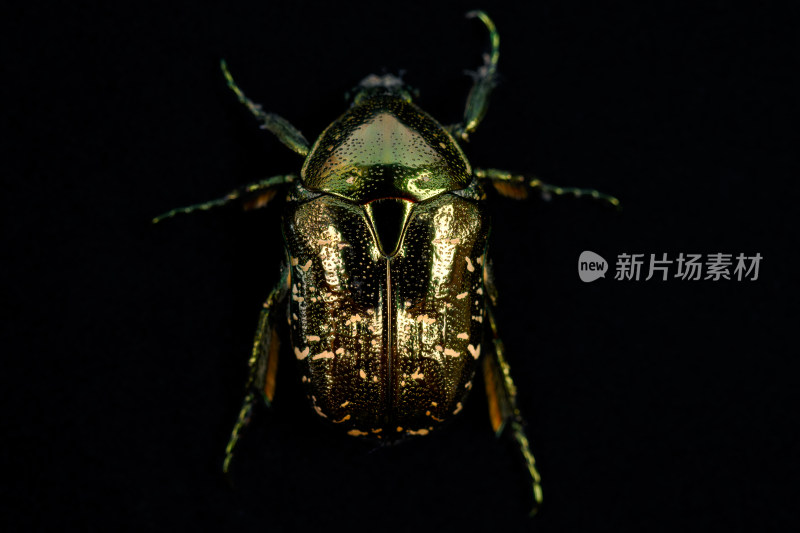 黑色背景上的绿色甲虫-白星花金龟