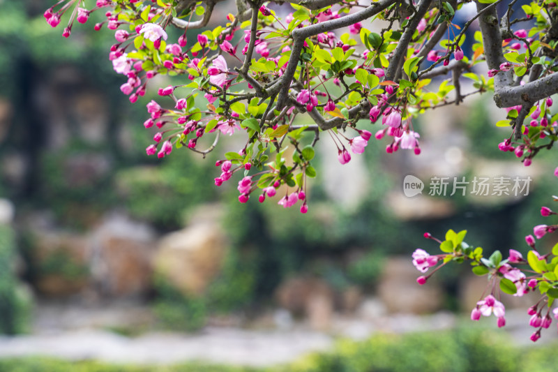 苏州园林网师园彩霞池边含苞待放的海棠花