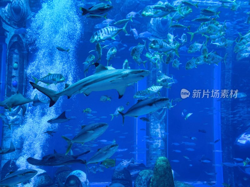 三亚亚特兰蒂斯酒店的水族馆