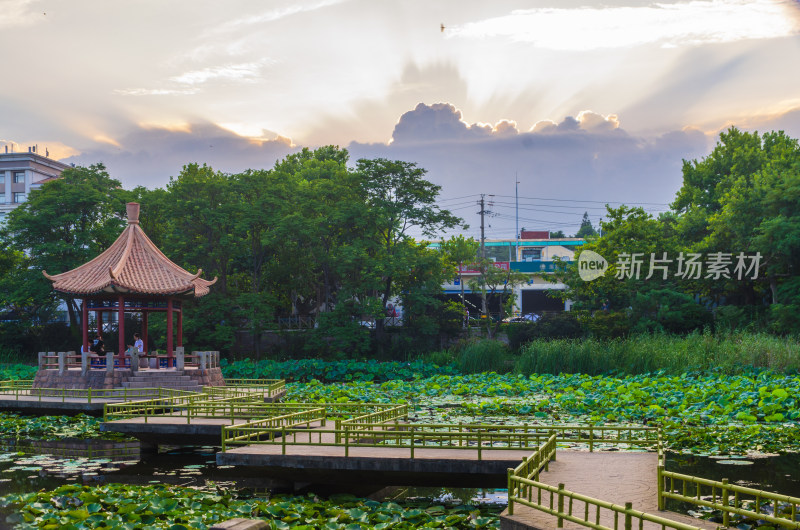 青岛中山公园的小西湖夏季黄昏风景