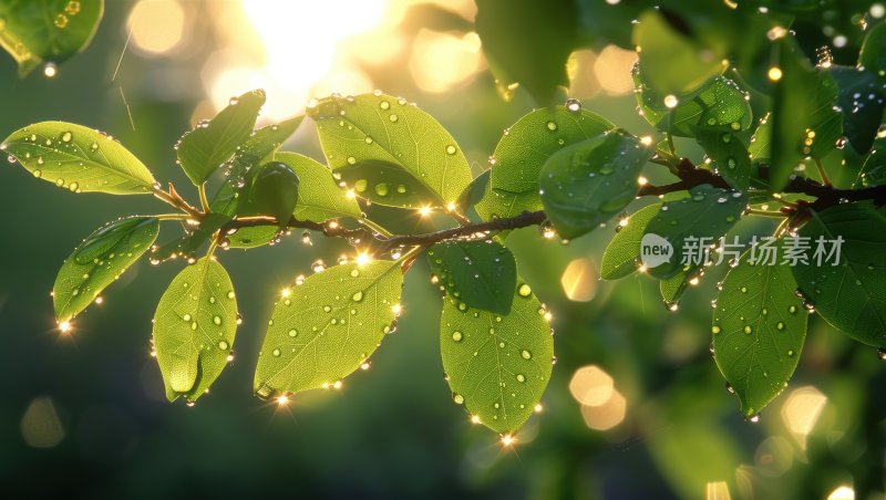 雨后阳光植物绿叶逆光露珠自然背景