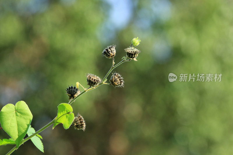 野生苘麻种子