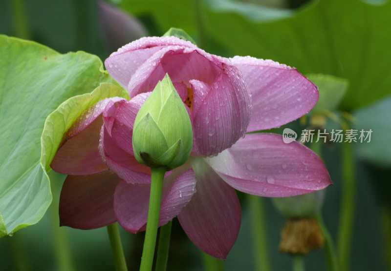 山东枣庄城市公园雨中的荷花