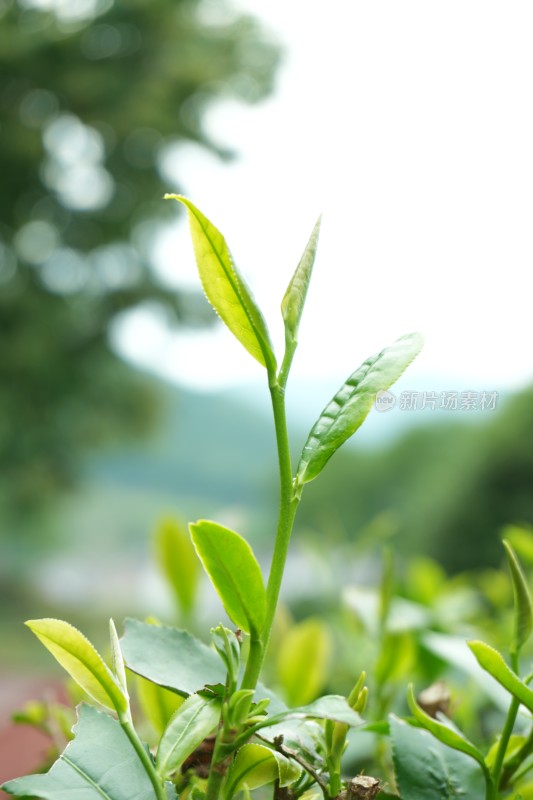 嫩绿的茶叶茶芽特写