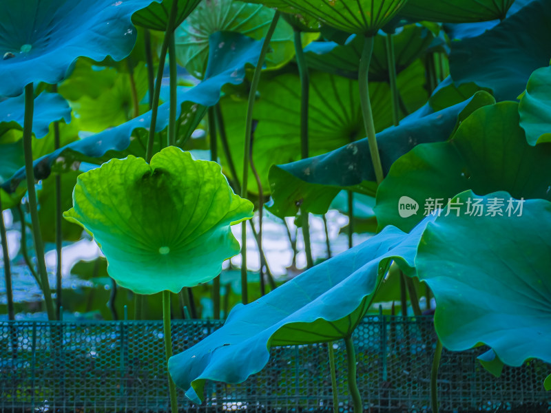 池塘里的荷花