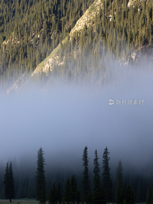 早晨晨雾弥漫中的森林自然风景