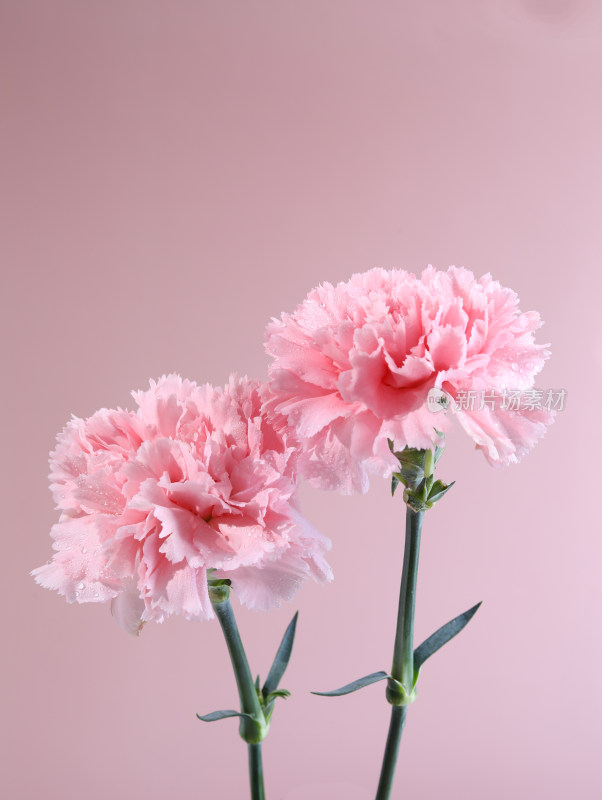粉色背景上的母亲节鲜花康乃馨