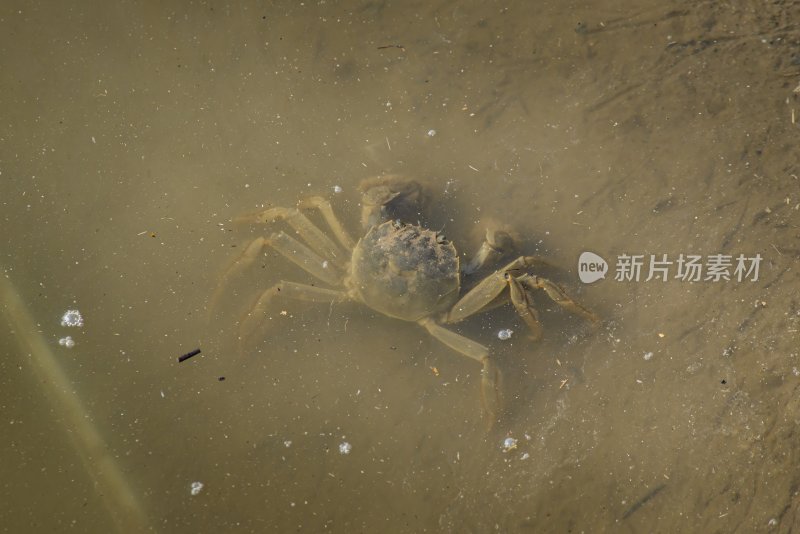 天津小站稻田蟹特写