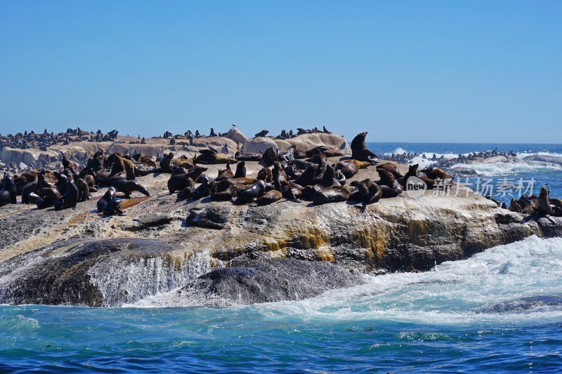 南非博尔德斯海滩Boulders Beach，非洲企鹅