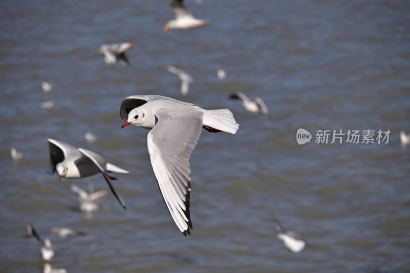 红嘴海鸥