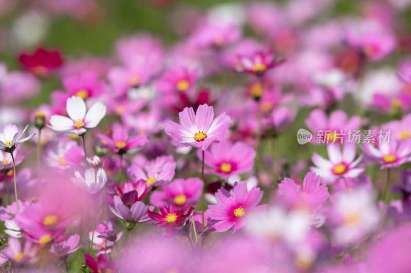 春天立春节气格桑花盛开