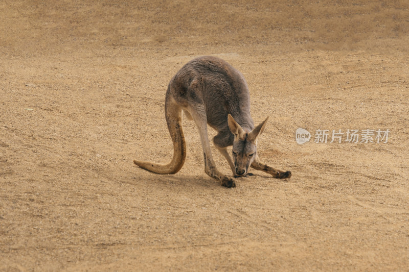 一只沙地上的袋鼠