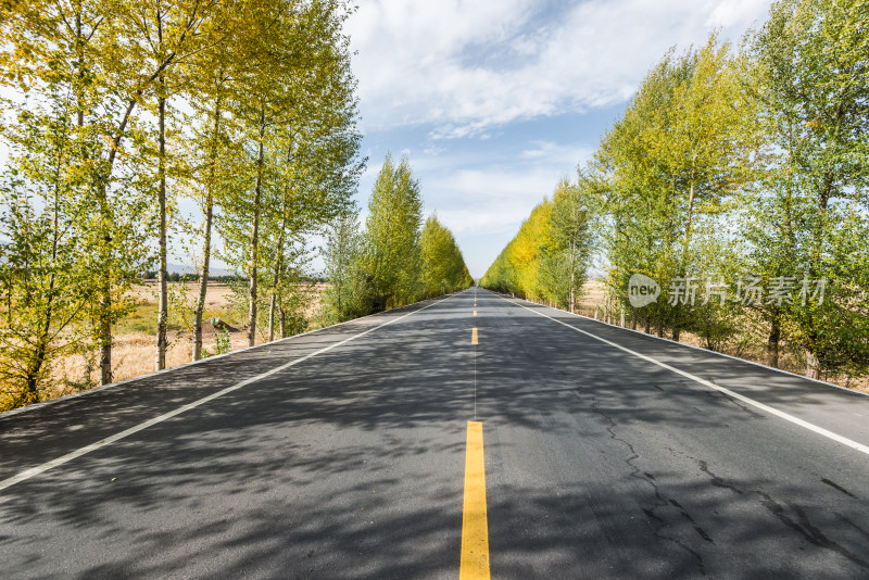 秋日林荫公路风景