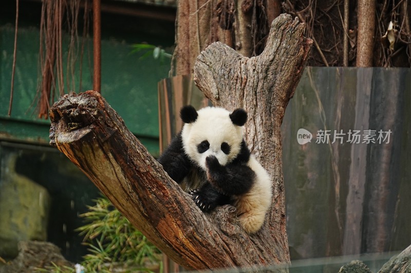 大熊猫幼崽坐树干憨态可掬