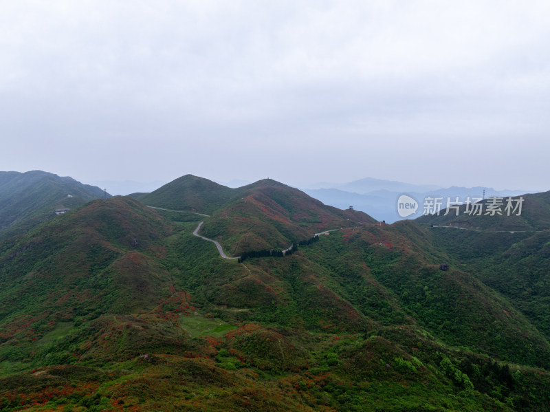 长沙市浏阳大围山杜鹃花海风光