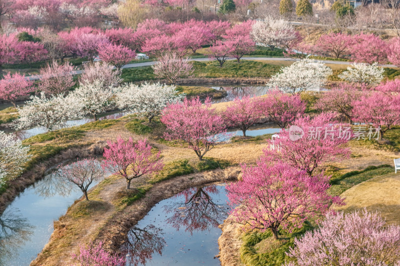 花开海上梅花节