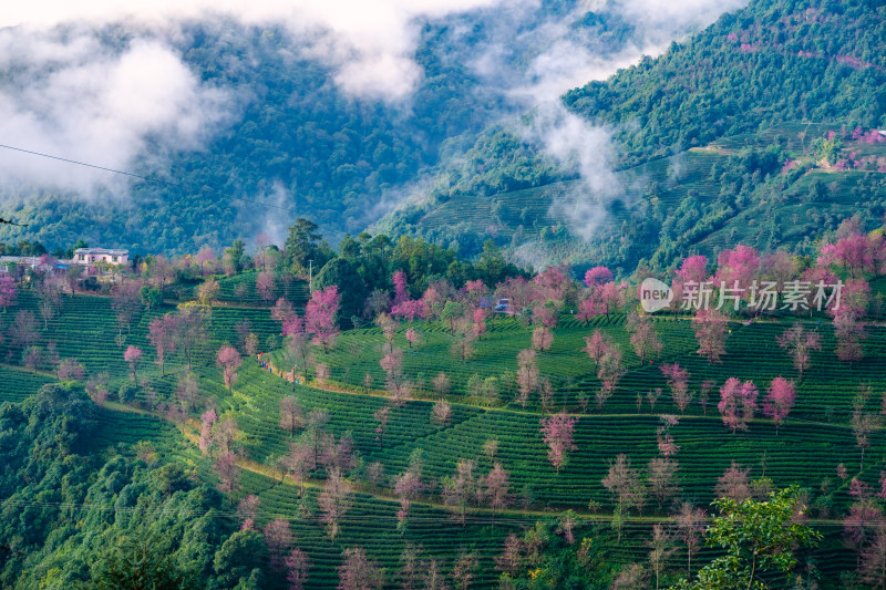 云南无量山茶园樱花树