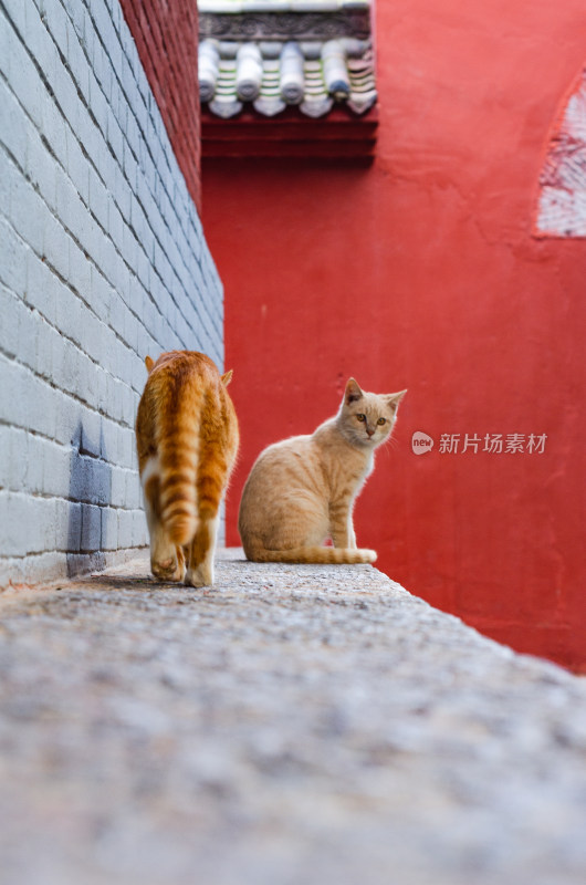 河南洛阳白马寺的两只可爱的猫