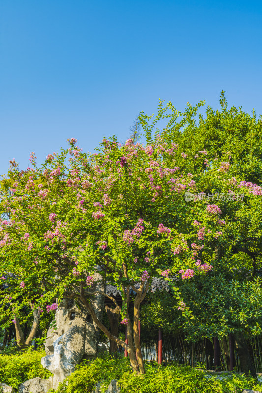 夏末秋初时节，苏州园林留园，紫薇花开