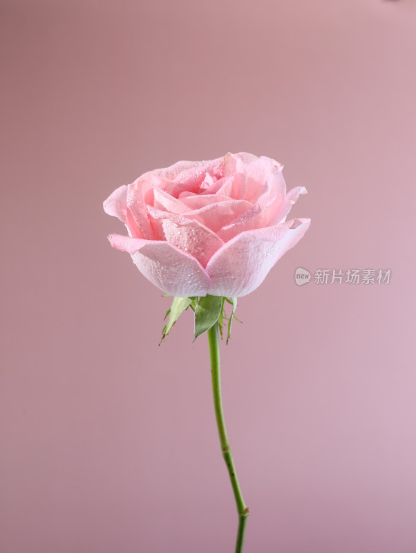 粉色背景上的一支情人节粉红色玫瑰花