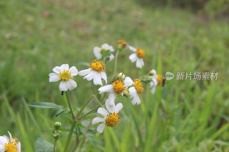 广东东莞：白花鬼针草