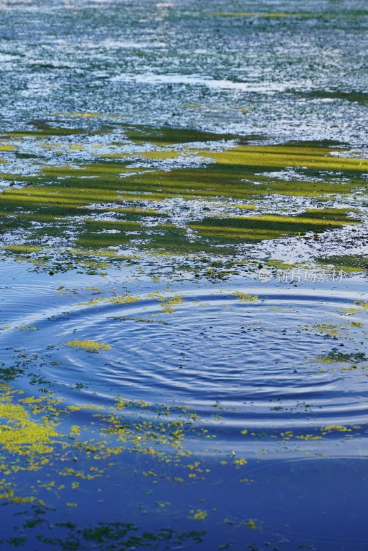 水面浮萍与波纹景象