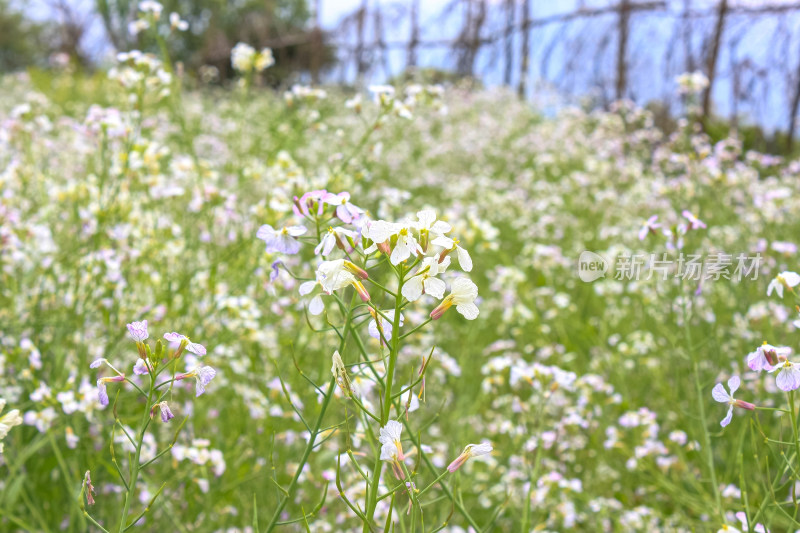 婺源梯田油菜花