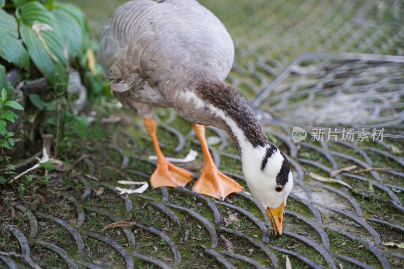 斑头雁鸭子在路边觅食吃草