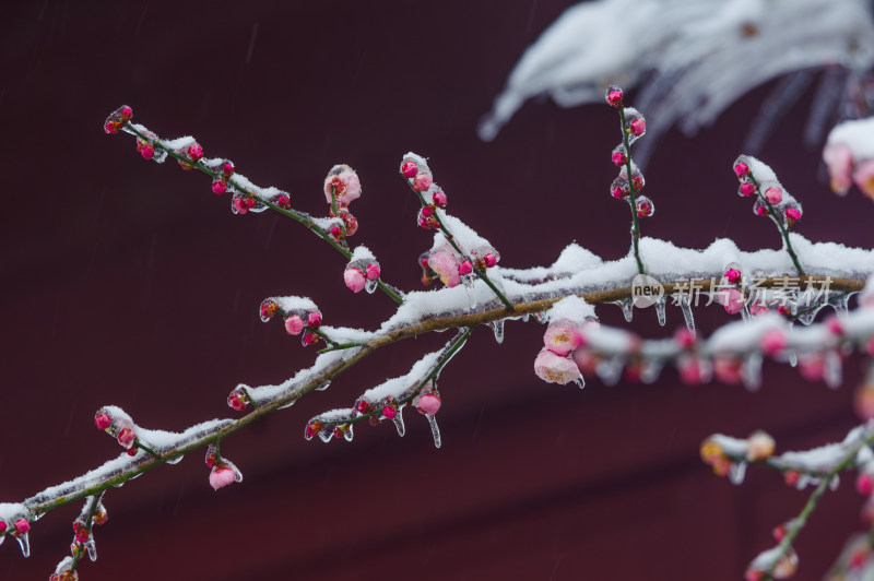 武汉东湖梅园雪中梅花盛开