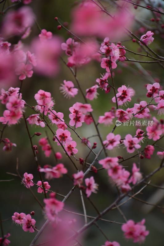 春天红色的梅花