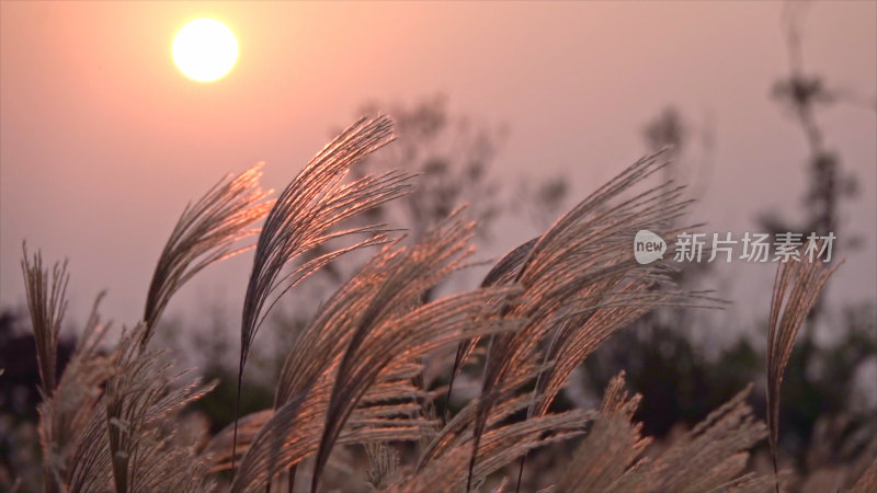 夕阳下的芦苇荡