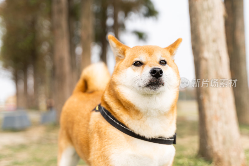 一只日本柴犬在公园特写