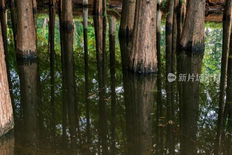 昆明滇池海洪湿地公园夕阳下的红衫林