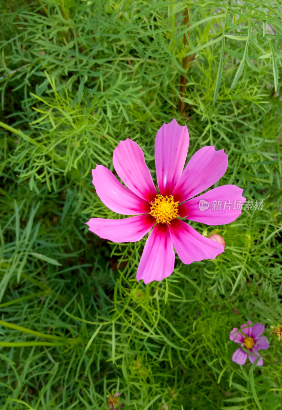 特写粉色格桑花与绿叶