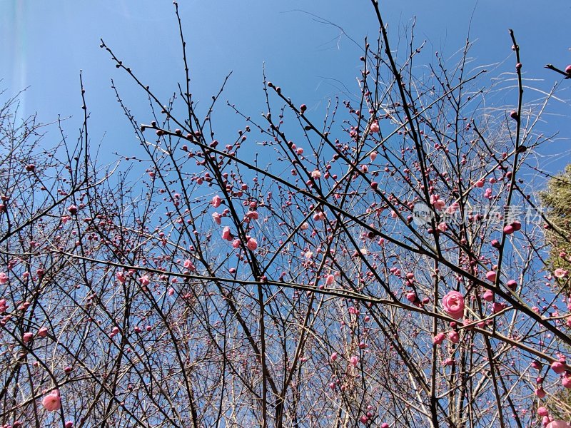 蓝天下绽放的粉色花枝