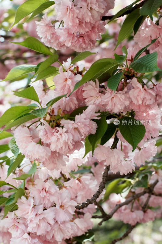 北京朝阳公园樱花