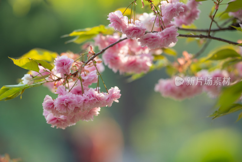 唯美樱花