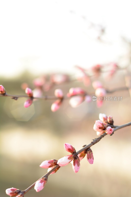 桃花花苞花蕊