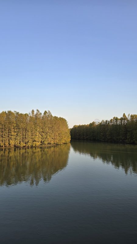 海湾森林公园河道边落羽杉风光