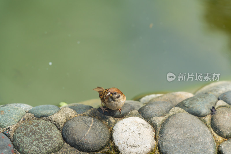 栖息在水域旁岩石上的麻雀