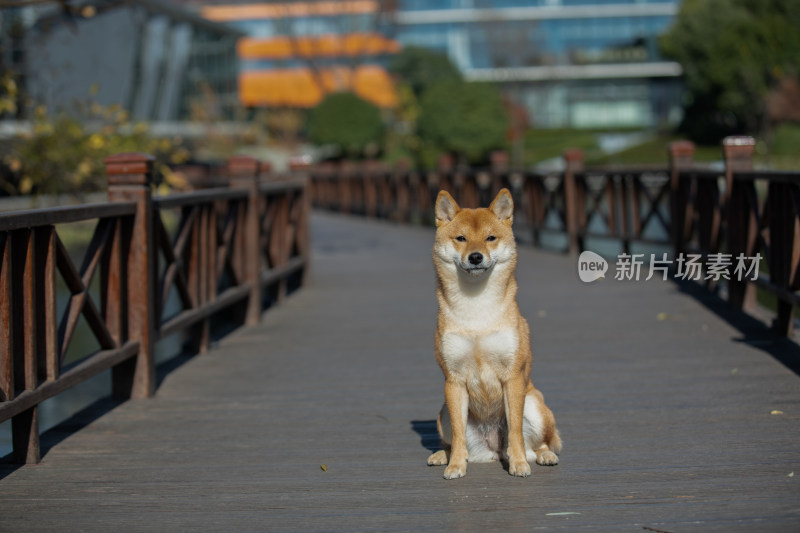 一只坐在栈道上的柴犬