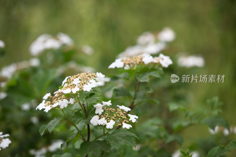 户外的绿化植物鸡树条