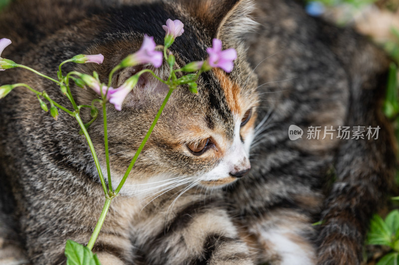 小猫咪、狸花猫、宠物猫