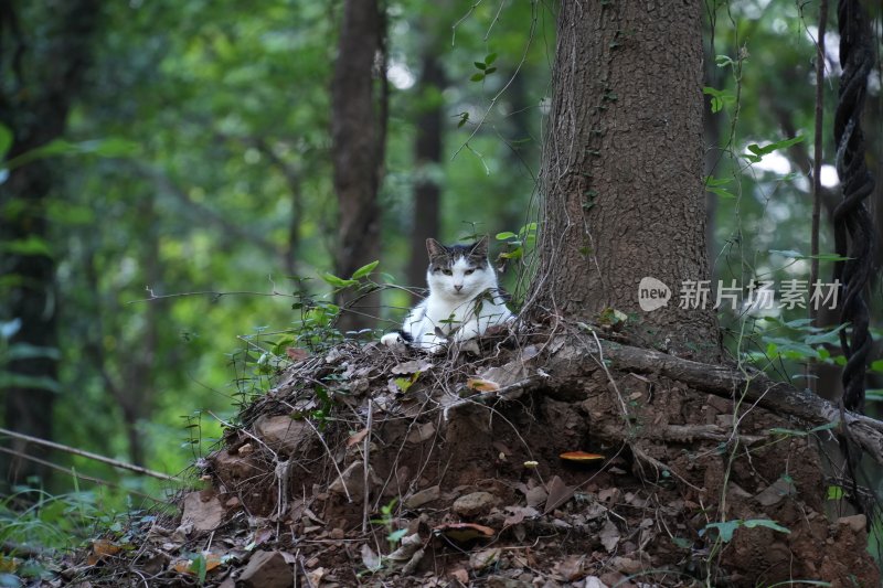 林中小猫