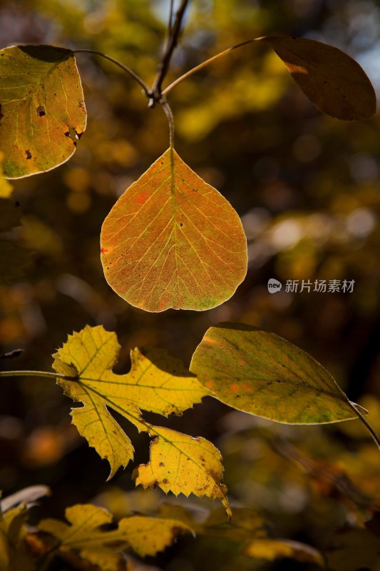 北京海淀区百望山森林公园